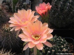 Echinopsis spec.         